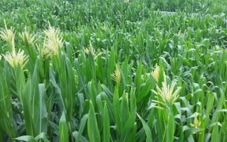 惠玉990玉米种子介绍，注意防治病虫害