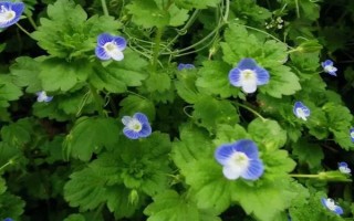 阿拉伯婆婆纳草有哪些特点，高约10-50厘米