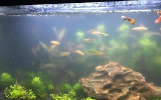 为什么斑马鱼一条接一条死了，可能是水质不佳或温度不合适所致