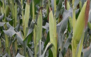 沃玉835玉米种子简介，适宜密度为5000株/亩左右