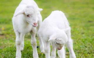 小羊羔出生后无法站立的原因，母羊怀孕时缺少钙磷是主因
