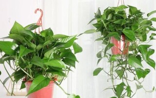 种植绿萝的好处,可美化环境、净化空气等