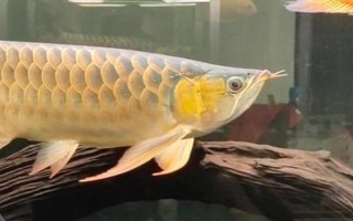 龙鱼眼睛下垂的原因,可能是生理现象或光线强烈导致的