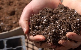 变色木有没有毒，毒性会挥发在空气中