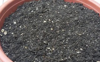 金鱼吊兰的换盆方法，换盆的前三天要暂停浇水