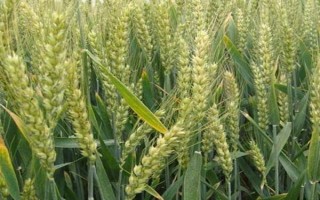 西农223小麦种子特点，属半冬性中筋小麦品种