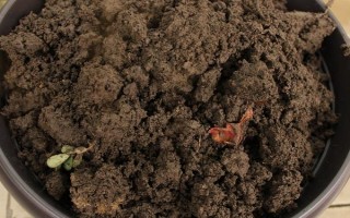 昙花的花苞长在哪里，侧枝上面的花苞可开出花朵