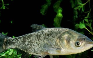 钓鲢鳙的技巧，钓位要选择顺风或偏风的地方