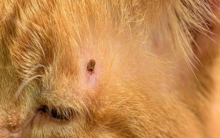 猫咪感染蜱虫的症状，会出现局部瘙痒、疼痛和炎症的现象