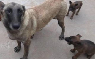 马犬怎么饲养,不同年龄阶段的饲养方法不同