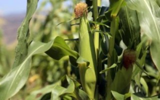 九圣禾6112玉米品种的特性,中抗穗腐病