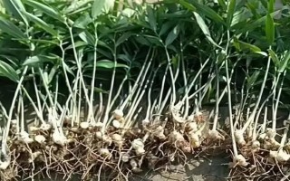 种植黄精的成本，一亩地需要900元左右