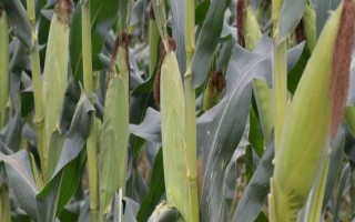 金穗36玉米品种的特性，亩植密度3000株左右