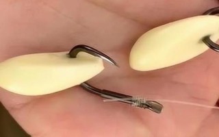 六月如何用玉米钓鱼,嫩玉米则可直接挂钩作钓