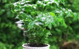 幸福树开花的寓意，寓意着吉祥如意