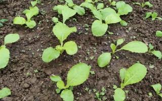 奶白菜如何种植，以条播较好