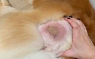 狗狗有皮肤病能不能洗澡，情况不严重时才能清洗