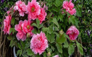 牡丹的修剪方法，可在开花后、入夏前、冬季修剪