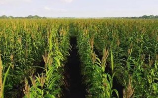 华甜玉7号玉米品种的特性，种植密度每亩5000株