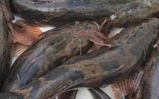 笋壳鱼喜欢吃什么饵料,喂食各种动物饲料即可