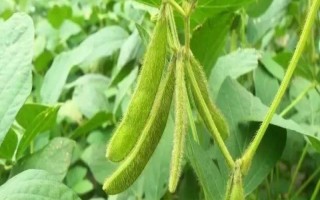永伟6号大豆种子简介,中抗大豆花叶病毒病