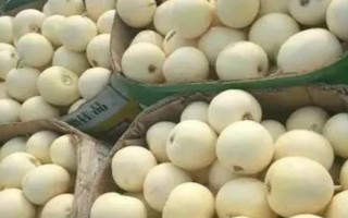 甜瓜的常见品种，常见的有兰州白兰瓜、早雪甜瓜等