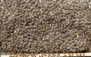 弱群怎样养成强群，保证适宜的环境、气候、蜜源等