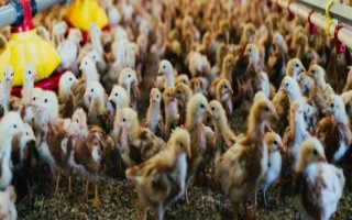 小鸡可以吃的食物有哪些，可饲喂煮熟的大米或小米