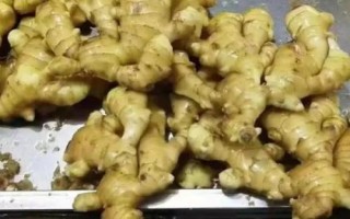 生姜种植方法，选择发育良好的姜种