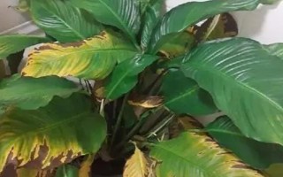 能否用椰糠种植白掌，保水和保肥性较好适合作为种植基质