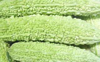 种植苦瓜的时间和方法，北方地区3-4月份可在棚内育苗、长江流域在3月份播种