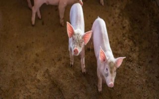 猪为什么会患上异食癖，缺少矿物质元素是主因