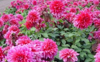 大丽花的开放时间，花期6-12月份