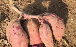紫薯和红薯的区别，前者味甜较贵、后者甜味淡较便宜