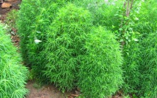 风滚草在中国的叫法，一般被称为猪毛菜