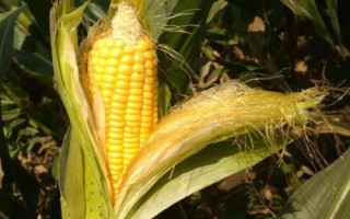 先达6018玉米种子特点,后期如发现肥力不足