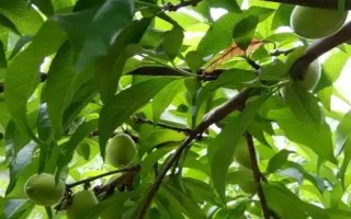 黄桃春季的管理方法，花果期要进行疏花的工作