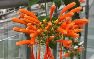 炮仗花的种植要求，放在光线明亮的地方养护