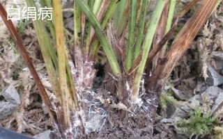 独占春的病虫害及防治方法，常见的有白绢病、炭疽病等