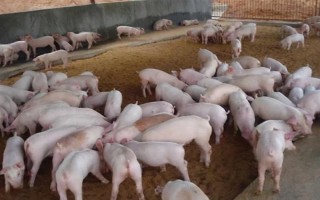 1到3个月的猪仔如何喂养，一个月后要进行断奶处理