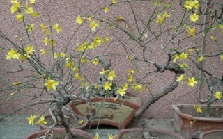 迎春花冬季修剪方法，杂枝和部分花枝要剪除