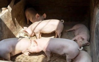 养猪有哪些注意事项，猪舍的温度应保持在10℃以上