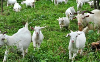 波尔山羊怎么养殖，冬季和春季要补喂精饲料