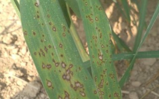 春雷霉素能防治稻瘟病吗，对苗瘟和叶瘟的防治效果都不错