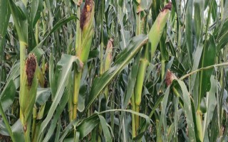 春玉米的巧种植方法，推广种植密度每亩4000-4500株