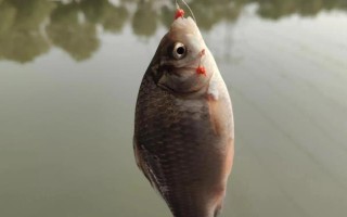 钓一斤左右的鲫鱼用几号钩几号线，常用6-9号袖钩