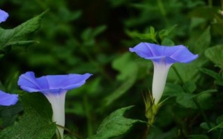牵牛花的花色,有白、红、粉红、蓝、紫等花色