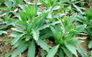 野菜刺儿菜的市场价格，市场价格5到10元一斤