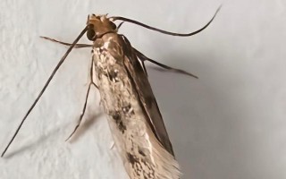 快速灭杀衣蛾的方法，可喷施净威灵衣蛾杀虫剂