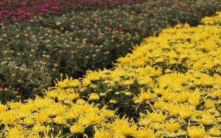 菊花的种植时间，取决于繁殖方法